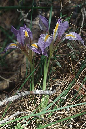 Iris unguicularis subsp. carica \ Winter-Iris / Winter-Blooming Iris, Rhodos/Rhodes Agios Isidoros 24.3.2005