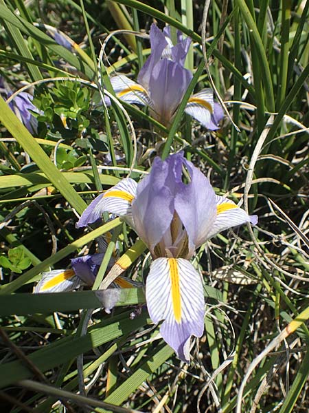 Iris unguicularis subsp. carica \ Winter-Iris / Winter-Blooming Iris, Rhodos/Rhodes Embona 31.3.2019