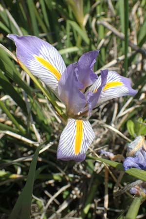 Iris unguicularis subsp. carica \ Winter-Iris / Winter-Blooming Iris, Rhodos/Rhodes Embona 31.3.2019