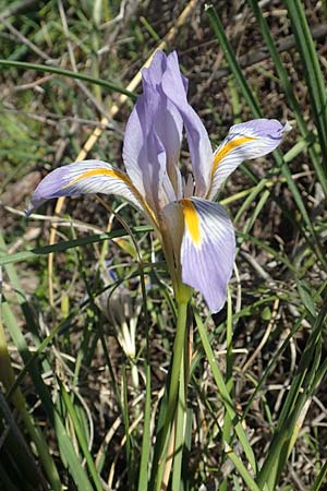 Iris unguicularis subsp. carica \ Winter-Iris / Winter-Blooming Iris, Rhodos/Rhodes Embona 31.3.2019