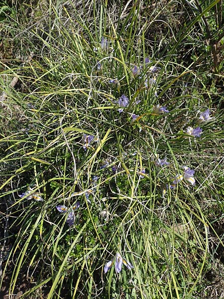 Iris unguicularis subsp. carica \ Winter-Iris / Winter-Blooming Iris, Rhodos/Rhodes Embona 31.3.2019