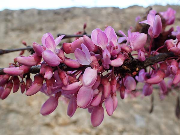 Cercis siliquastrum \ Judasbaum / Judas Tree, Rhodos Mount Smith 18.3.2023