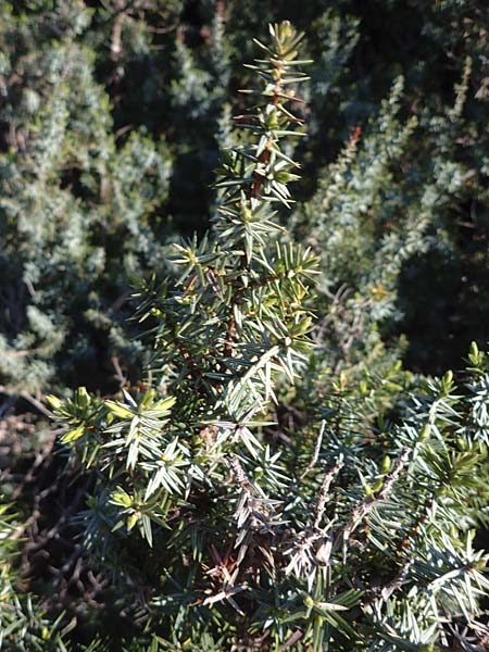 Juniperus deltoides \ Gro&szlig;fr&uuml;chtiger Stech-Wacholder / Large-Fruited Juniper, Rhodos/Rhodes Apolakkia 25.3.2023