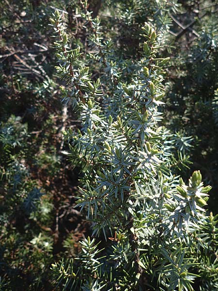 Juniperus deltoides \ Gro&szlig;fr&uuml;chtiger Stech-Wacholder / Large-Fruited Juniper, Rhodos/Rhodes Apolakkia 25.3.2023