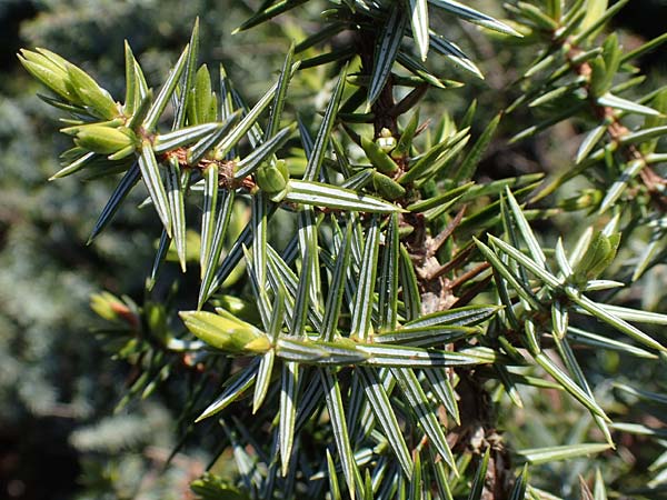 Juniperus deltoides \ Gro&szlig;fr&uuml;chtiger Stech-Wacholder / Large-Fruited Juniper, Rhodos/Rhodes Apolakkia 25.3.2023