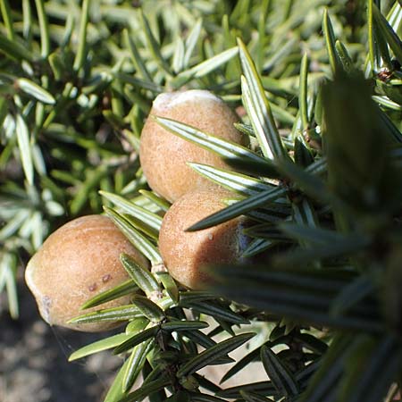 Juniperus deltoides \ Gro&szlig;fr&uuml;chtiger Stech-Wacholder / Large-Fruited Juniper, Rhodos/Rhodes Apolakkia 25.3.2023