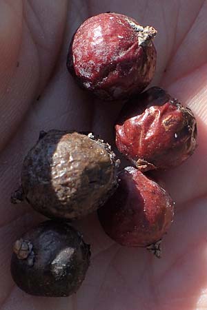 Juniperus deltoides \ Gro&szlig;fr&uuml;chtiger Stech-Wacholder / Large-Fruited Juniper, Rhodos/Rhodes Apolakkia 25.3.2023