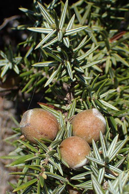 Juniperus deltoides \ Gro&szlig;fr&uuml;chtiger Stech-Wacholder / Large-Fruited Juniper, Rhodos/Rhodes Apolakkia 25.3.2023