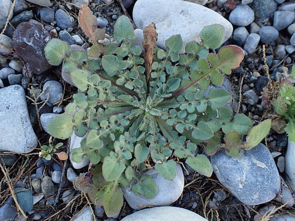 Crepis commutata \ Vertauschter Pippau / Confused Hawk's-Beard, Rhodos/Rhodes Haraki 15.3.2023