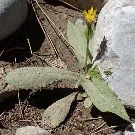 Urospermum picroides \ Bitterkraut-Schwefelkpfchen / Prickly Goldenfleece, Rhodos Skoutouljaris - Schlucht / Gorge 19.3.2023
