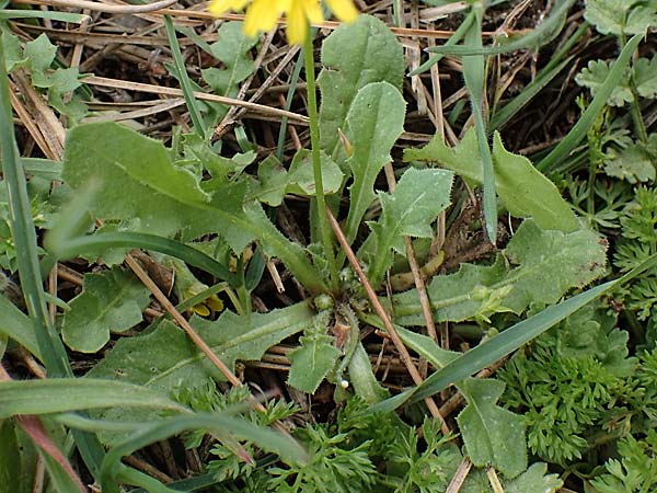 Crepis sancta \ Hasensalat / Holy's Hawk's-Beard, Rhodos Akramitis 21.3.2023