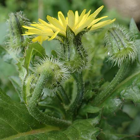 Urospermum picroides \ Bitterkraut-Schwefelkpfchen / Prickly Goldenfleece, Rhodos Kamiros 22.3.2023