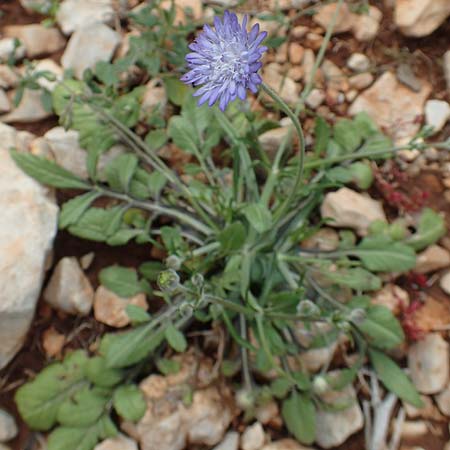Knautia integrifolia subsp. urvillei \ Urvilles Witwenblume / Urville's Widow Flower, Rhodos/Rhodes Tsambika 30.3.2019