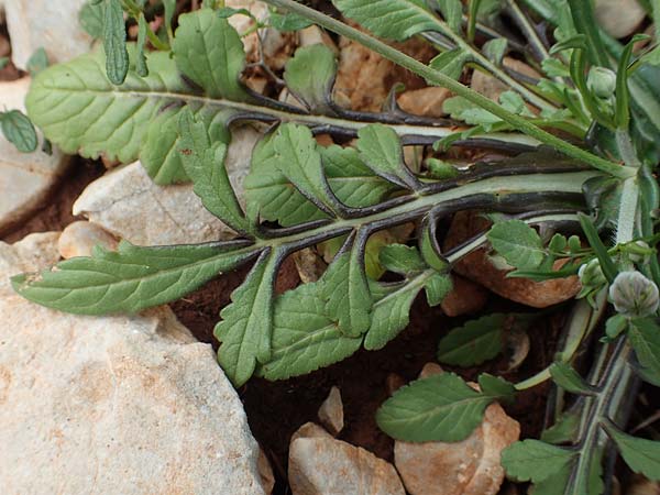 Knautia integrifolia subsp. urvillei \ Urvilles Witwenblume / Urville's Widow Flower, Rhodos/Rhodes Tsambika 30.3.2019
