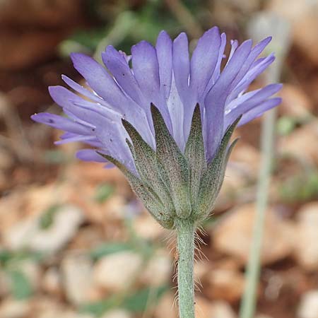 Knautia integrifolia subsp. urvillei \ Urvilles Witwenblume / Urville's Widow Flower, Rhodos/Rhodes Tsambika 30.3.2019