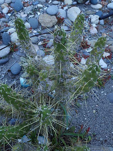 Cylindropuntia spec1 ? \ Cylindropuntia / Cylindropuntia, Rhodos/Rhodes Haraki 15.3.2023