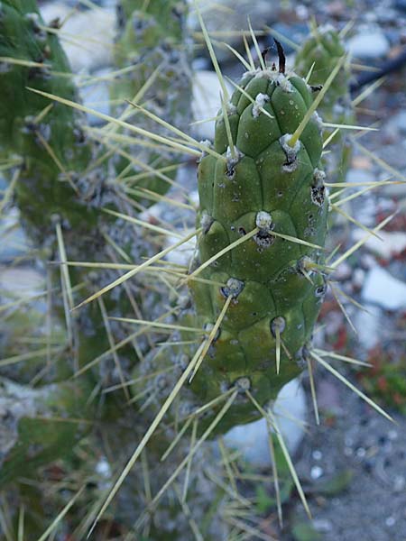 Cylindropuntia spec1 ? \ Cylindropuntia / Cylindropuntia, Rhodos/Rhodes Haraki 15.3.2023