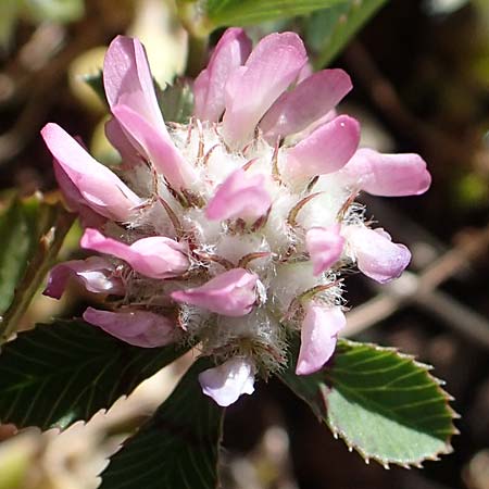 Trifolium tomentosum \ Filziger Klee / Wooly Clover, Rhodos Kolymbia 18.3.2023