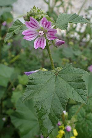 Malva multiflora \ Kretische Strauchpappel / Small Tree Mallow, Cretan Hollyhock, Rhodos/Rhodes Archangelos 17.3.2023