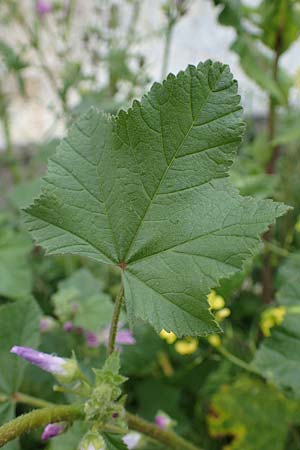 Malva multiflora \ Kretische Strauchpappel / Small Tree Mallow, Cretan Hollyhock, Rhodos/Rhodes Archangelos 17.3.2023