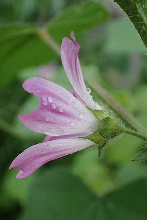 Malva multiflora \ Kretische Strauchpappel / Small Tree Mallow, Cretan Hollyhock, Rhodos/Rhodes Archangelos 17.3.2023