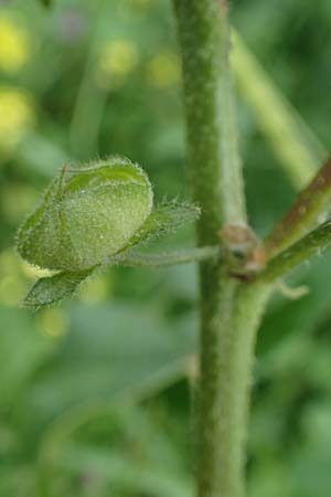 Malva multiflora \ Kretische Strauchpappel / Small Tree Mallow, Cretan Hollyhock, Rhodos/Rhodes Archangelos 17.3.2023