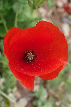 Papaver rhoeas \ Klatsch-Mohn / Common Poppy, Rhodos Attaviros 24.3.2023
