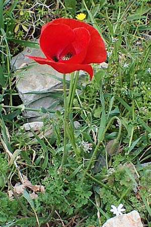 Papaver rhoeas \ Klatsch-Mohn / Common Poppy, Rhodos Attaviros 24.3.2023