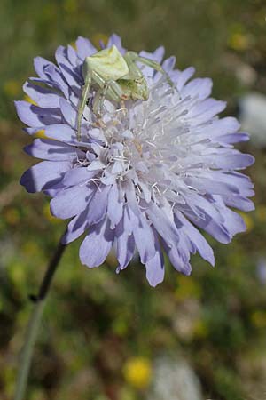 Knautia integrifolia subsp. urvillei \ Urvilles Witwenblume / Urville's Widow Flower, Rhodos/Rhodes Lindos 20.3.2023