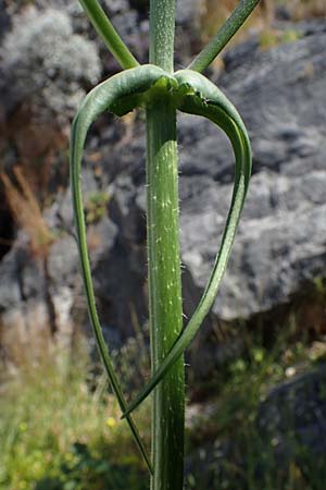 Knautia integrifolia subsp. urvillei \ Urvilles Witwenblume / Urville's Widow Flower, Rhodos/Rhodes Lindos 20.3.2023