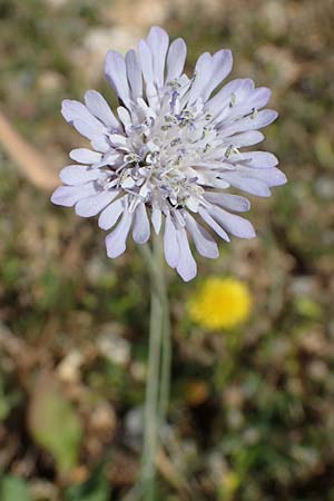 Knautia integrifolia subsp. urvillei \ Urvilles Witwenblume / Urville's Widow Flower, Rhodos/Rhodes Lindos 25.3.2023