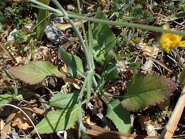 Knautia integrifolia subsp. urvillei \ Urvilles Witwenblume / Urville's Widow Flower, Rhodos/Rhodes Lindos 25.3.2023