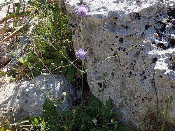 Knautia integrifolia subsp. urvillei \ Urvilles Witwenblume / Urville's Widow Flower, Rhodos/Rhodes Lindos 25.3.2023