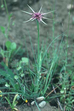Tragopogon coelesyriacus \ Langschnbeliger Bocksbart, Rhodos Embona 2.5.1987