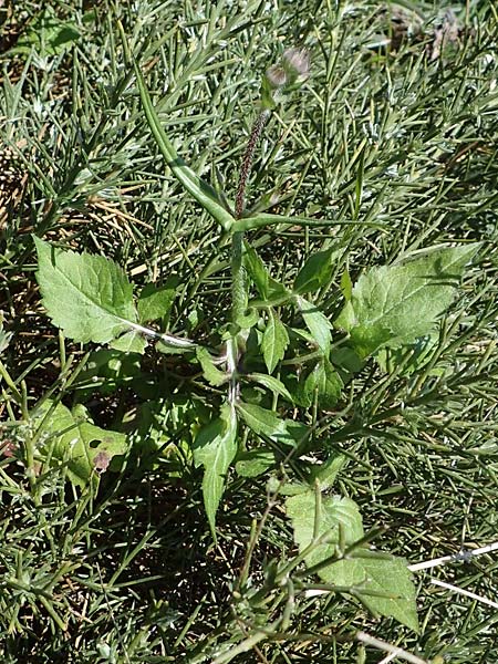 Knautia integrifolia subsp. urvillei \ Urvilles Witwenblume / Urville's Widow Flower, Rhodos/Rhodes Agathi Beach 26.3.2023