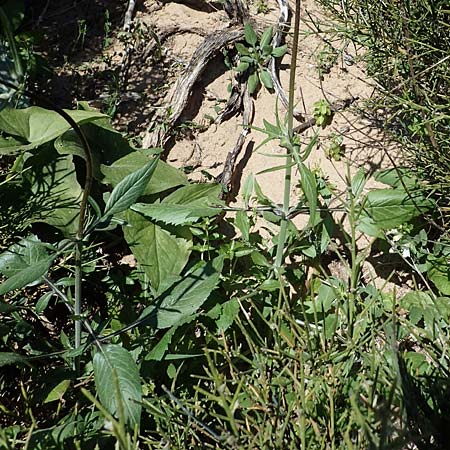 Knautia integrifolia subsp. urvillei \ Urvilles Witwenblume / Urville's Widow Flower, Rhodos/Rhodes Agathi Beach 26.3.2023