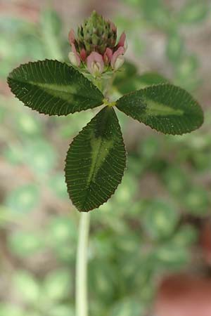 Trifolium spumosum \ Schaum-Klee / Bladder Clover, Rhodos/Rhodes Istrios 5.4.2019