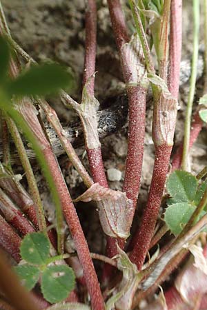Trifolium spumosum \ Schaum-Klee / Bladder Clover, Rhodos/Rhodes Istrios 5.4.2019