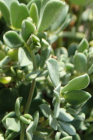 Lotus halophilus \ Salzliebender Hornklee, Rhodos Kallithea Terme 7.4.2019