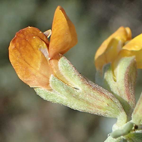 Lotus creticus \ Kretischer Hornklee, Rhodos Apolakkia 25.3.2023