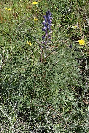 Lupinus angustifolius \ Schmalblttrige Lupine / Narrow-Leaved Lupin, Rhodos Embona 31.3.2019