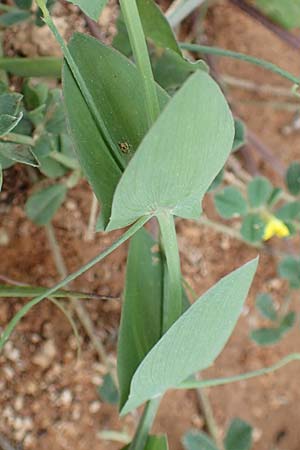 Lathyrus pseudoaphaca \ Falsche Ranken-Platterbse / False Yellow Vetchling, Rhodos/Rhodes Kattavia 1.4.2019