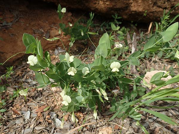Lathyrus pseudoaphaca \ Falsche Ranken-Platterbse / False Yellow Vetchling, Rhodos/Rhodes Kattavia 1.4.2019