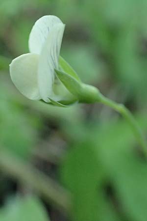 Lathyrus pseudoaphaca \ Falsche Ranken-Platterbse / False Yellow Vetchling, Rhodos/Rhodes Profitis Ilias 2.4.2019