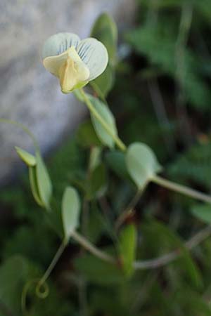 Lathyrus pseudoaphaca \ Falsche Ranken-Platterbse / False Yellow Vetchling, Rhodos/Rhodes Lindos 20.3.2023