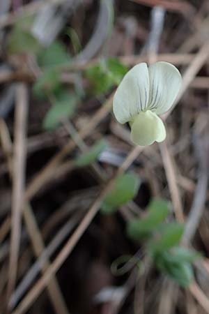 Lathyrus pseudoaphaca \ Falsche Ranken-Platterbse / False Yellow Vetchling, Rhodos/Rhodes Akramitis 21.3.2023