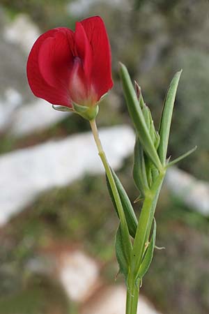Lathyrus amphicarpos \ Geflgelte Purpur-Platterbse, Rhodos Akramitis 21.3.2023