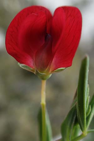 Lathyrus amphicarpos \ Geflgelte Purpur-Platterbse, Rhodos Akramitis 21.3.2023