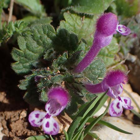 Lamium amplexicaule \ Stngelumfassende Taubnessel / Henbit Dead-Nettle, Rhodos Attaviros 23.3.2023