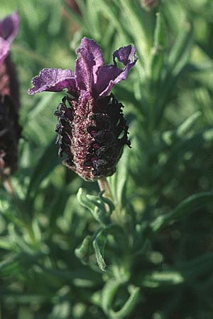 Lavandula stoechas \ Schopf-Lavendel / French Lavender, Rhodos Lardos 23.3.2005